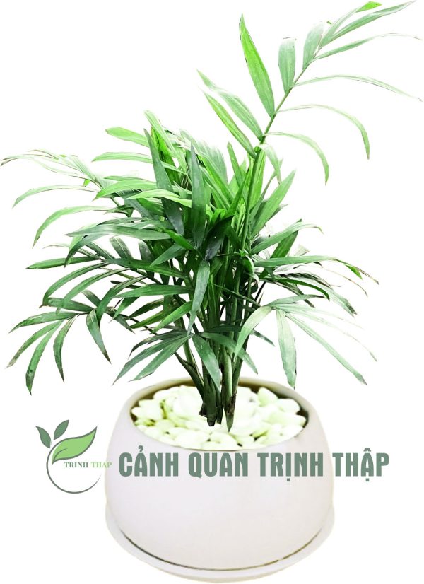 Cây cau để bàn