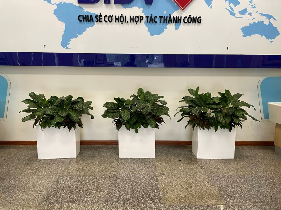 Đơn vị cho thuê cây cảnh văn phòng tại Long Biên