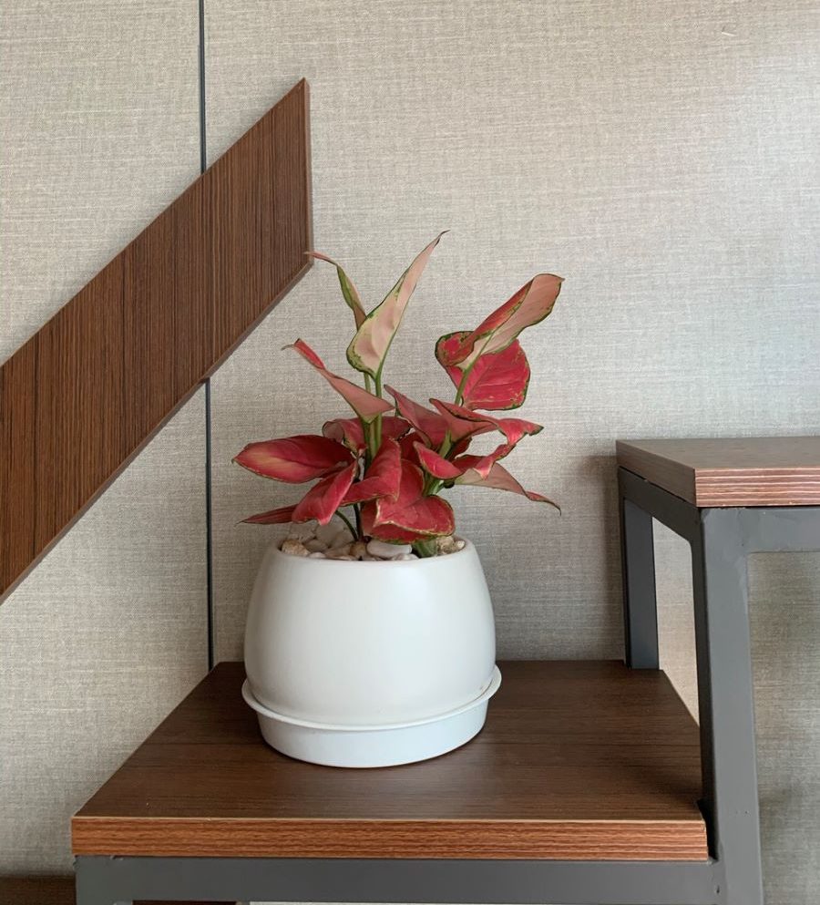 Dịch vụ cho thuê cây cảnh văn phòng tại Sơn Tây