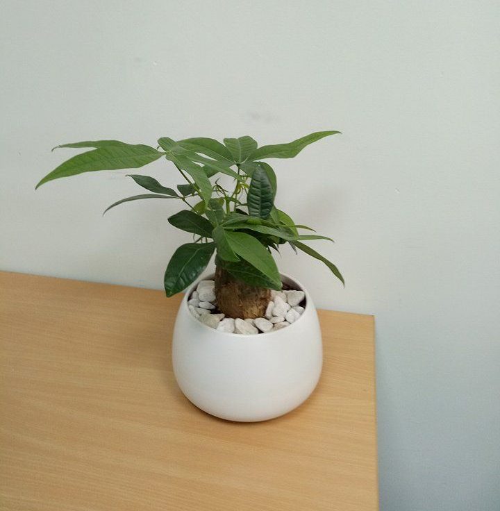 Cho thuê cây cảnh văn phòng tại Tây Hồ