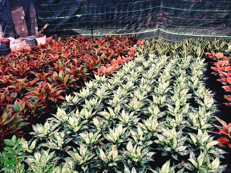 Dịch vụ mua bán cây cảnh tại Cầu Giấy giá rẻ