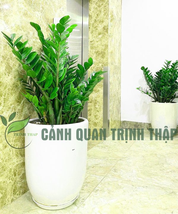 kim-tien-kim-phat-tai