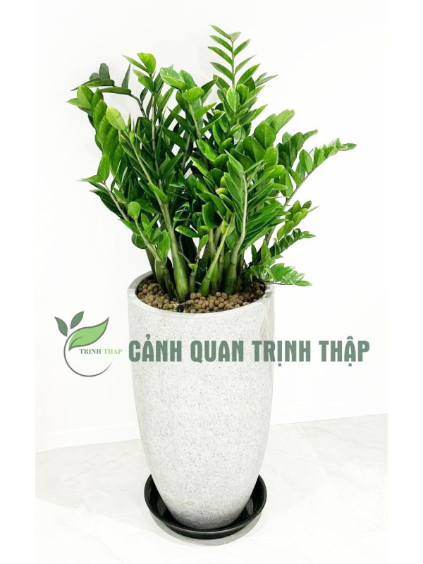 kim-tien-kim-phat-tai