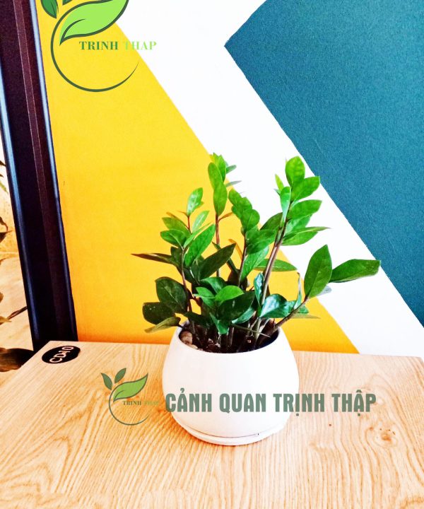 kim-tien-kim-phat-tai