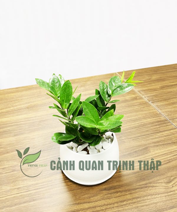 kim-tien-kim-phat-tai