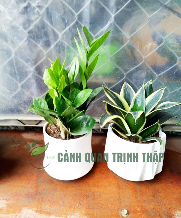 kim-tien-kim-phat-tai