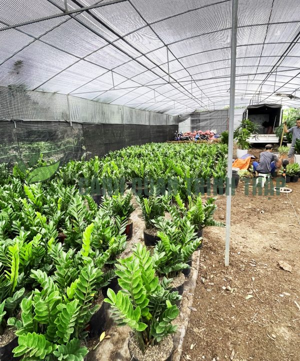 kim-tien-kim-phat-tai