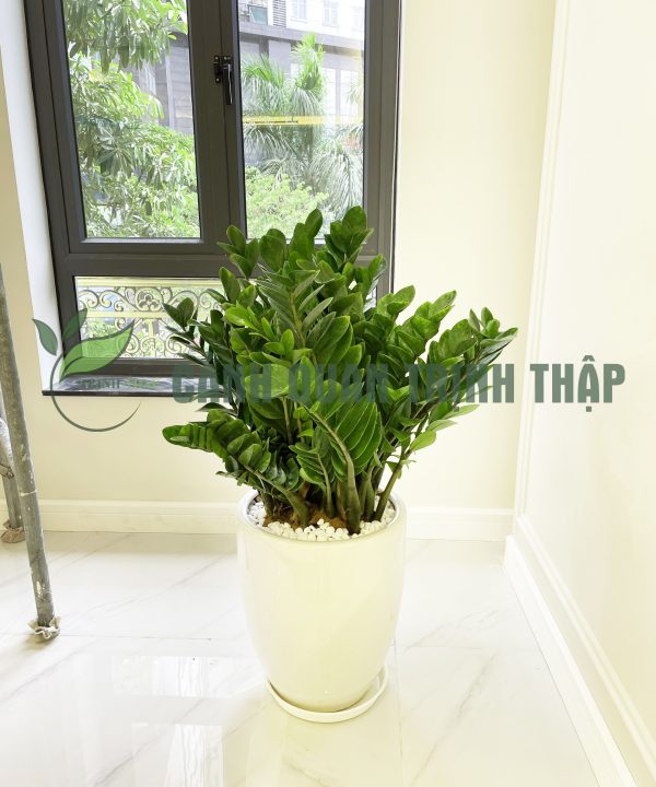 kim-tien-kim-phat-tai