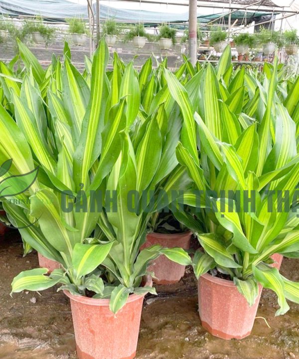 thiet-la-thiet-moc-lan-la