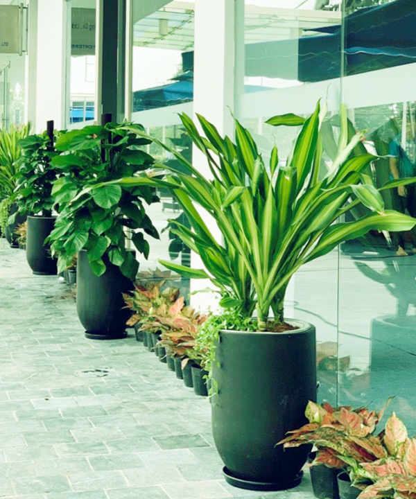 thiet-la-thiet-moc-lan-la