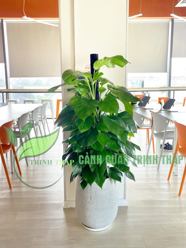 Cây vạn niên thanh cột