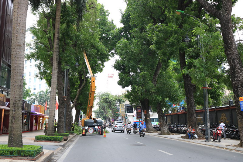 Đơn vị cắt tỉa cây xanh tại Chương Mỹ