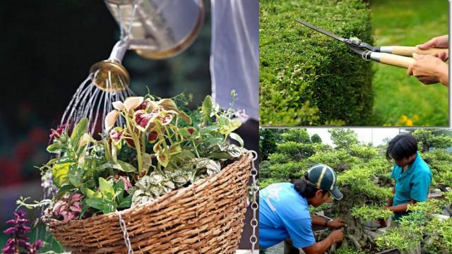 Nơi chăm sóc bảo dưỡng cây xanh tại Gia Lâm chất lượng