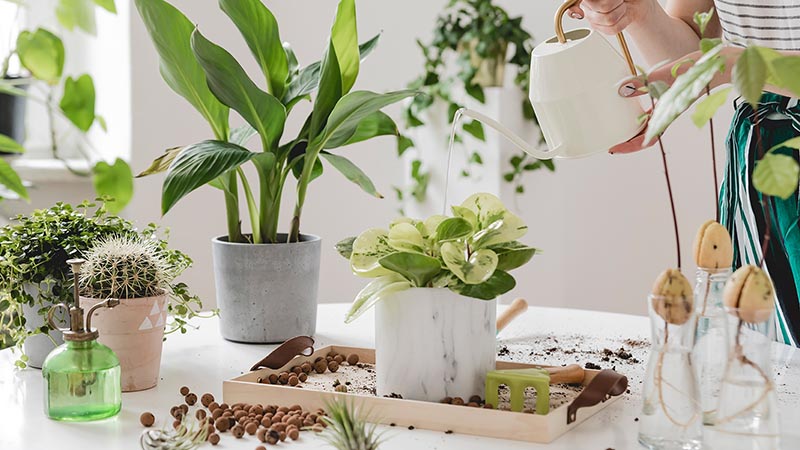 Nơi chăm sóc bảo dưỡng cây xanh tại Đan Phượng