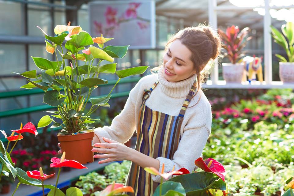 Nơi chăm sóc bảo dưỡng cây xanh tại Đan Phượng
