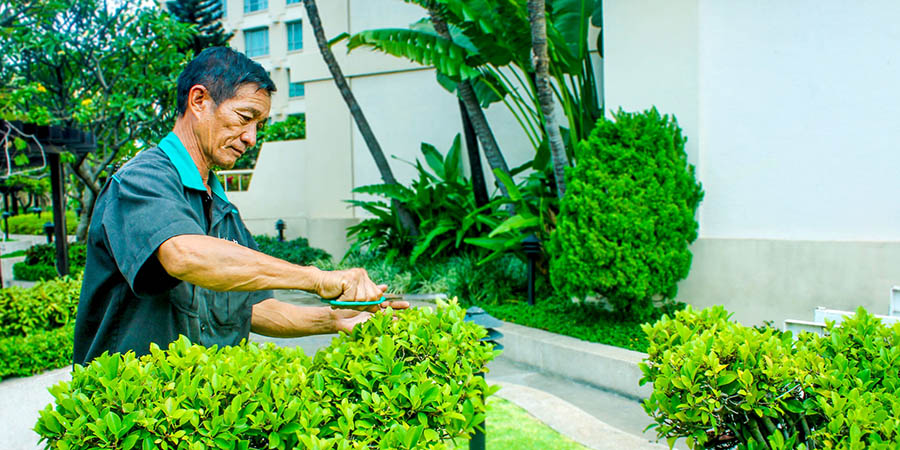 Đơn vị chăm sóc bảo dưỡng cây xanh tại Chương Mỹ hàng đầu