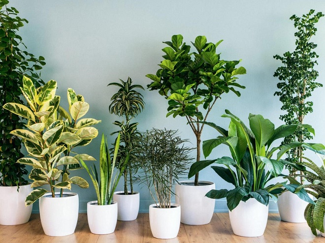 Dịch vụ cho thuê cây xanh văn phòng tại Gia Lâm uy tín
