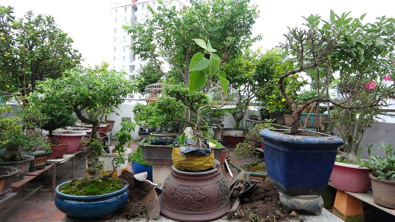 Nơi mua bán cây cảnh tại Gia Lâm uy tín