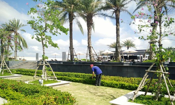 Dịch vụ chăm sóc bảo dưỡng cây xanh tại Hoài Đức