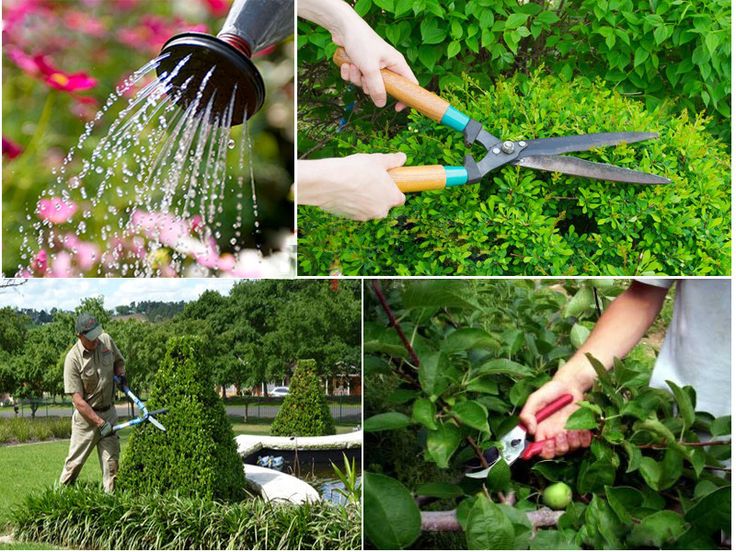 Đơn vị chăm sóc bảo dưỡng cây xanh tại Mê Linh
