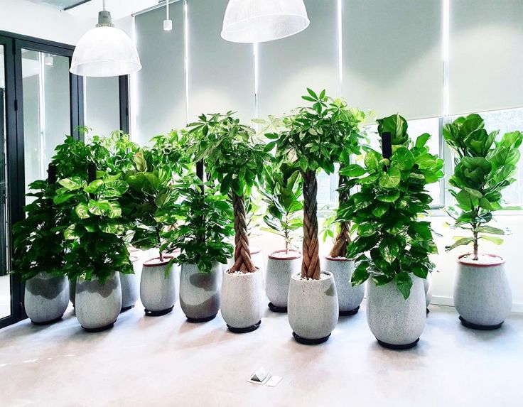 Đơn vị cho thuê cây xanh văn phòng tại Mỹ Đức giá tốt