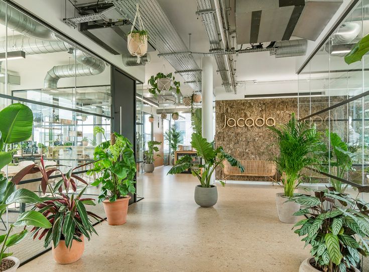 Đơn vị cho thuê cây xanh văn phòng tại Phú Xuyên