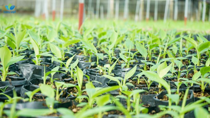 Nơi mua bán cây cảnh tại Phú Xuyên hàng đầu
