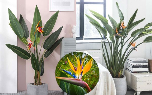 Nơi mua bán cây cảnh tại Phú Xuyên hàng đầu
