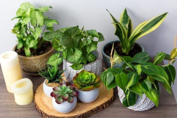 Chăm sóc bảo dưỡng cây xanh tại Mỹ Đức hàng đầu