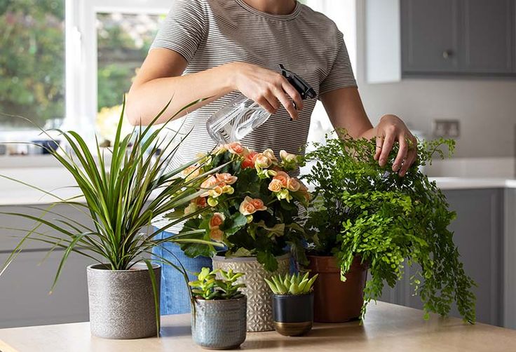 Chăm sóc bảo dưỡng cây xanh tại Mỹ Đức hàng đầu