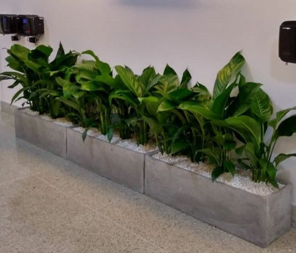 Đơn vị chăm sóc bảo dưỡng cây xanh tại Phúc Thọ uy tín