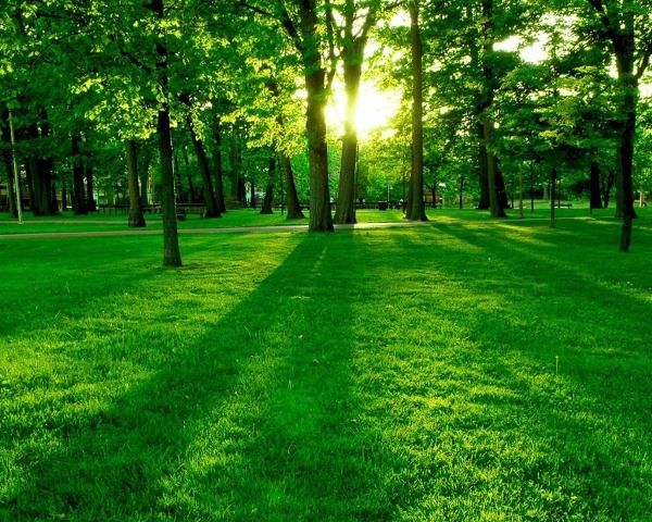 Đơn vị chăm sóc bảo dưỡng cây xanh tại Phúc Thọ uy tín
