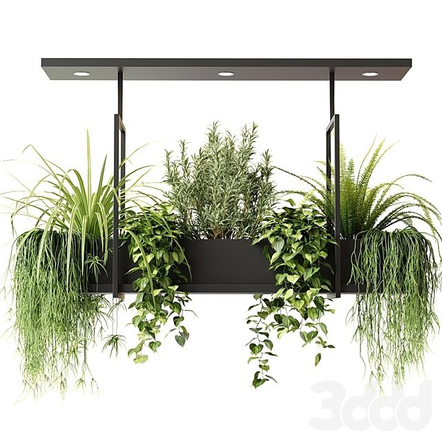 Đơn vị mua bán cây cảnh tại Quốc Oai giá rẻ chất lượng