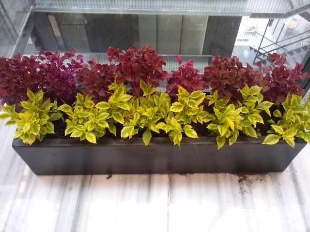 Nơi mua bán cây cảnh tại Phúc Thọ chất lượng nhất