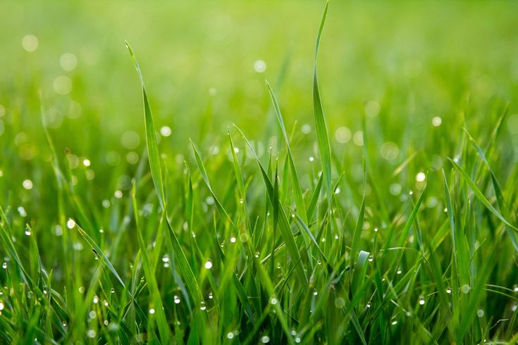 Nơi mua bán cây cảnh tại Phúc Thọ chất lượng