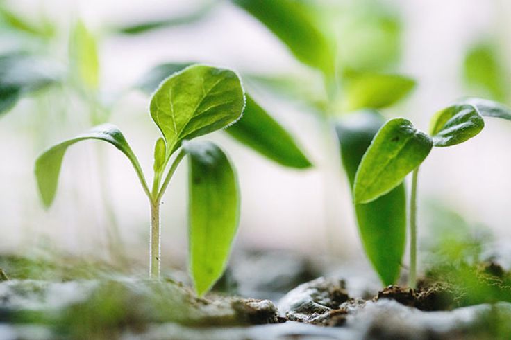 Nơi thi công tiểu cảnh sân vườn tại Quốc Oai tốt nhất