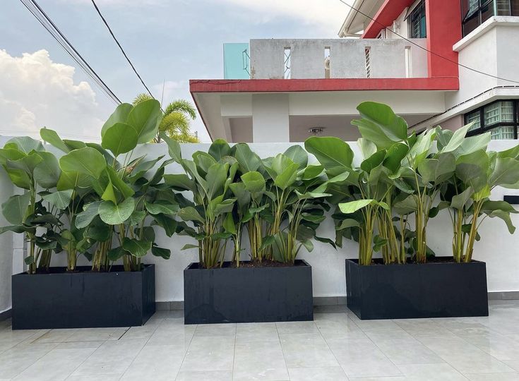 Cho thuê cây xanh văn phòng tại Quốc Oai giá tốt nhất