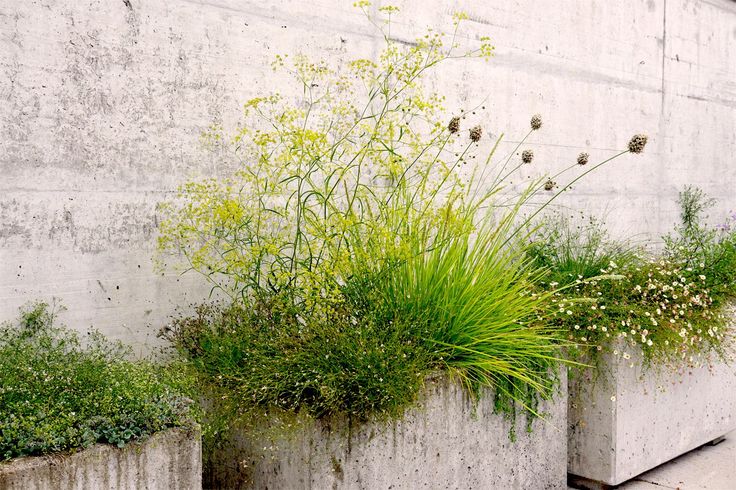 Đơn vị cho thuê cây xanh văn phòng tại Sóc Sơn – Trịnh Thập