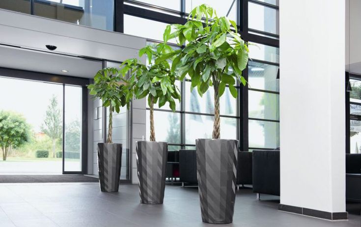 Dịch vụ cho thuê cây xanh văn phòng tại Thạch Thất tốt nhất