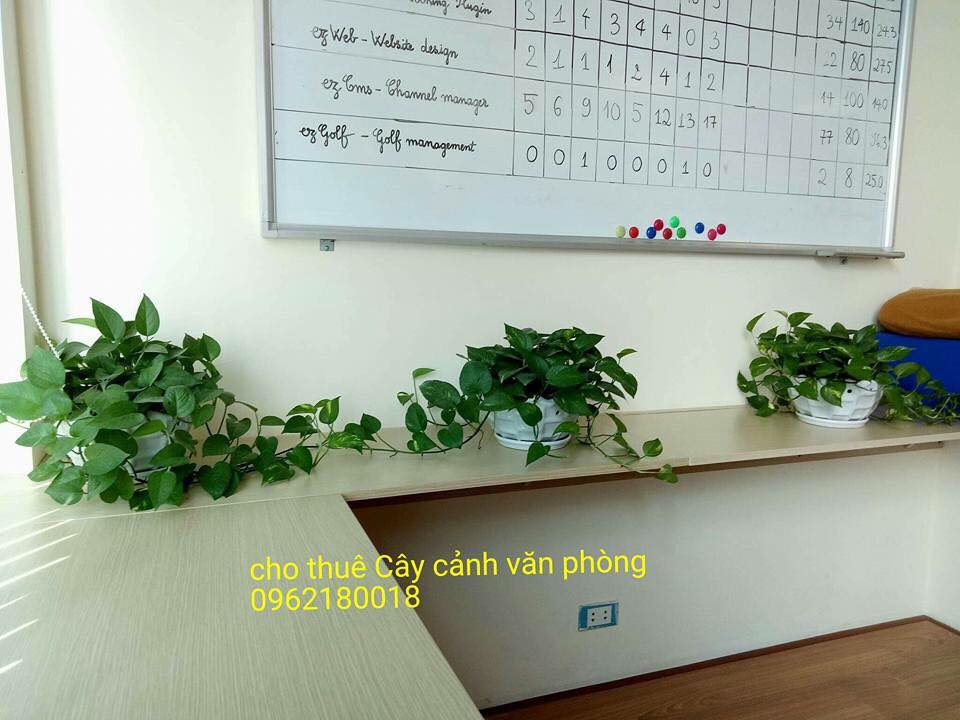 Lời khuyên từ chuyên gia trong việc Nên mua hay thuê cây cảnh văn phòng để sử dụng