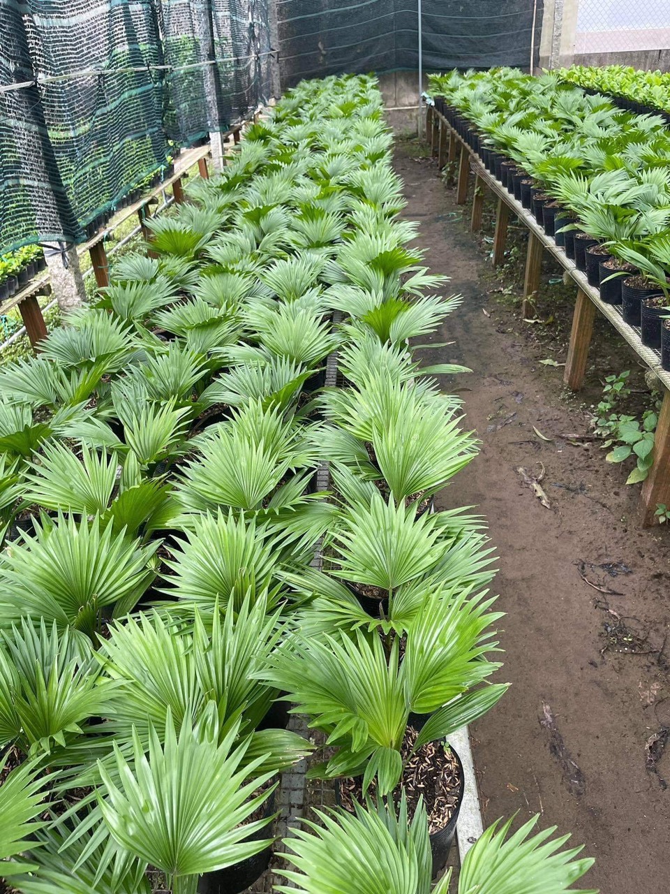 So sánh giữa Nên mua hay thuê cây cảnh văn phòng để sử dụng