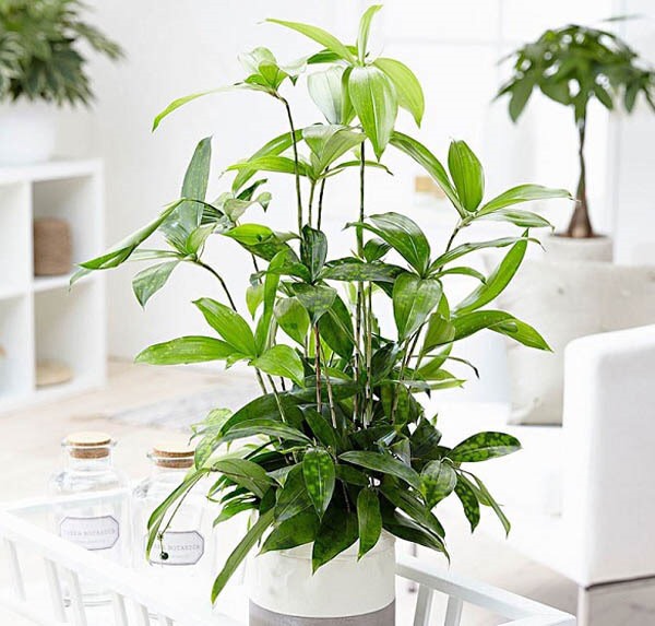 Lợi ích của cây cảnh trong văn phòng trong việc nên mua hay thuê cây cảnh văn phòng để sử dụng