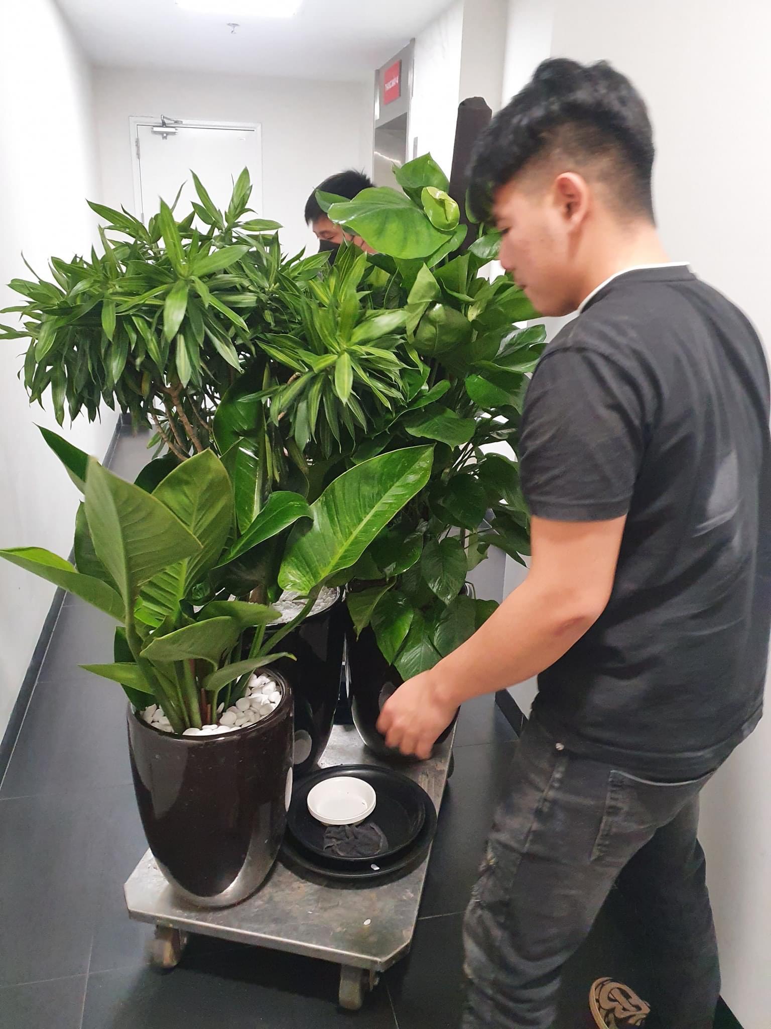 Các bước hướng dẫn chăm sóc cây xanh văn phòng đơn giản, hiệu quả