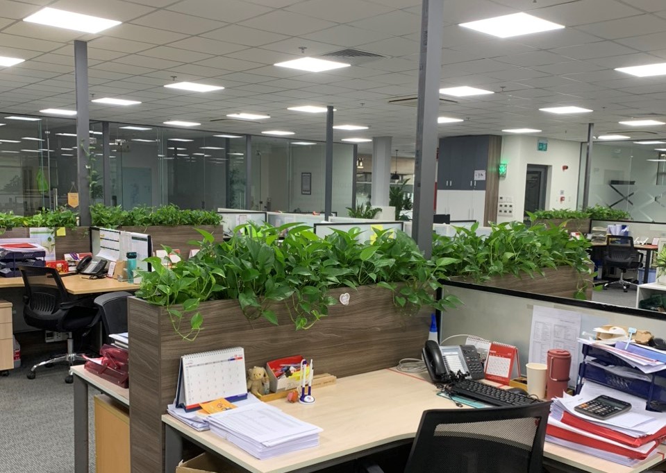 Top 10 công ty cho thuê cây xanh tại Hà Nội giá rẻ