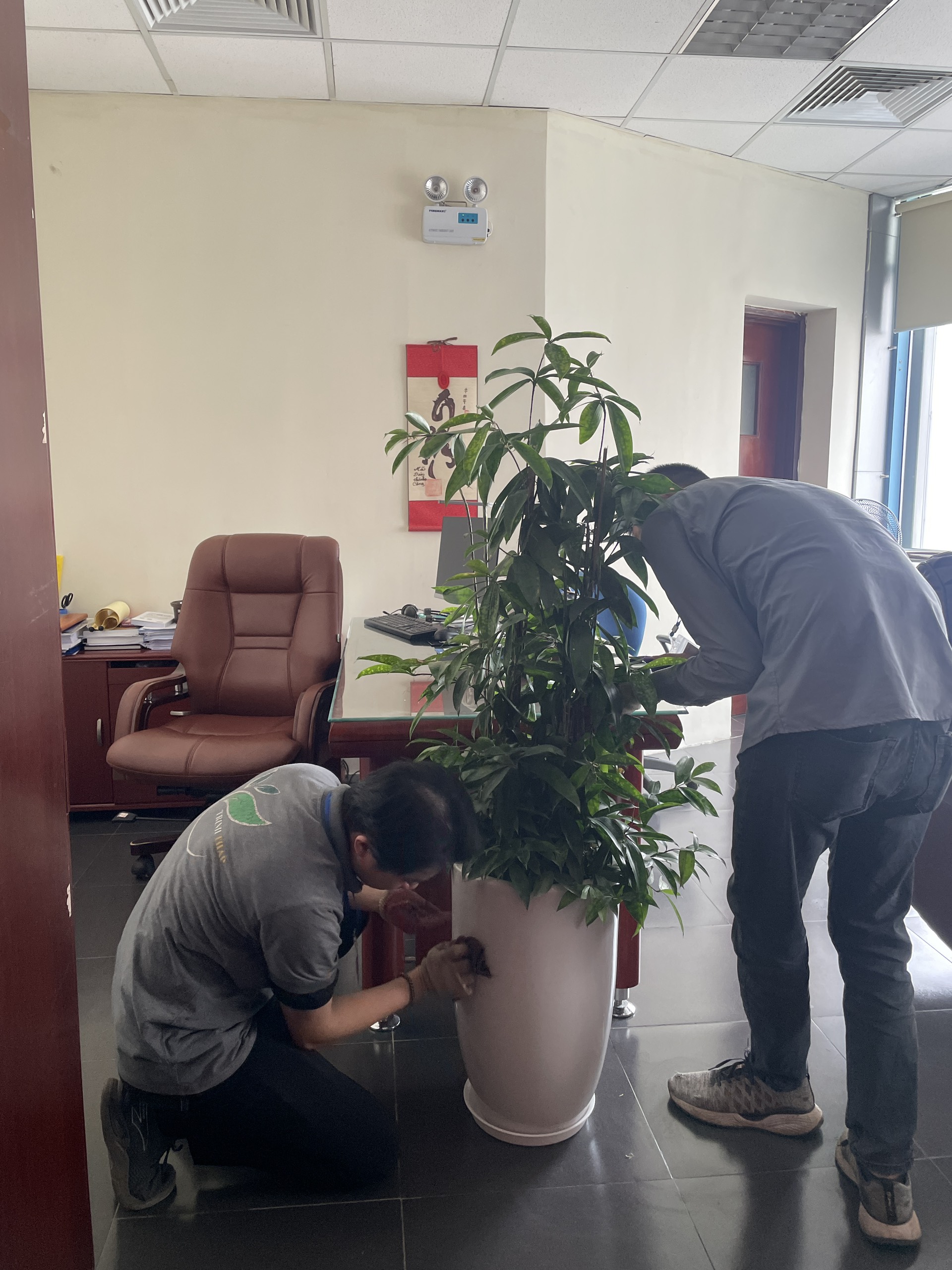 Lên kế hoạch bố trí cây cảnh hợp lý