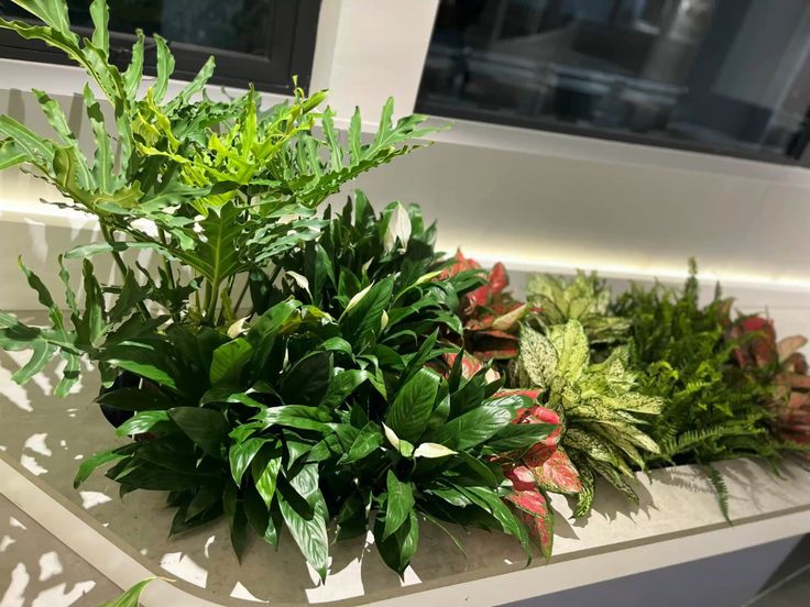 Những trường hợp nên chọn thuê cây cảnh văn phòng tại Bắc Ninh Những trường hợp nên chọn thuê cây cảnh văn phòng tại Bắc Ninh