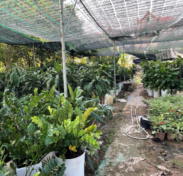 Các loại cây cảnh phù hợp cho từng loại sự kiện Các loại cây cảnh phù hợp cho từng loại sự kiện