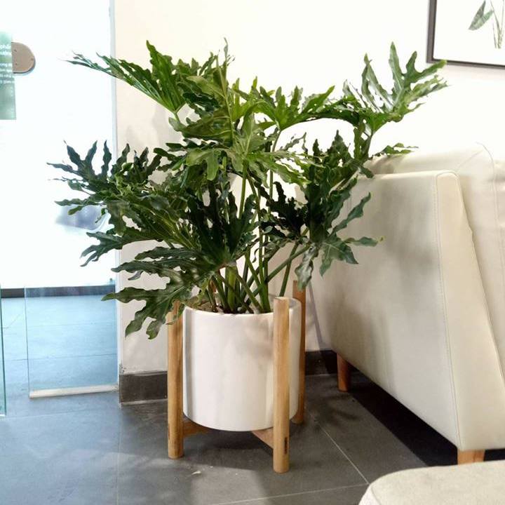 Cây xanh phù hợp trang trí sự kiện Cây xanh phù hợp trang trí sự kiện