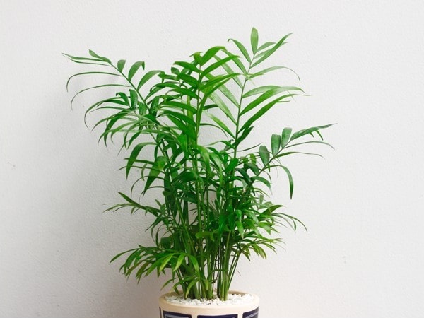 Loại cây đứng phù hợp với văn phòng