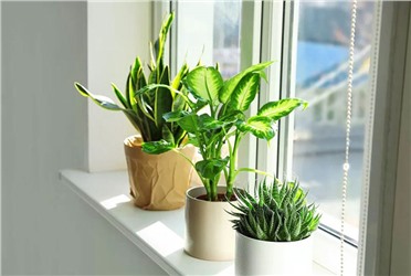 cây nên đặt trong văn phòng để hút tài lộc